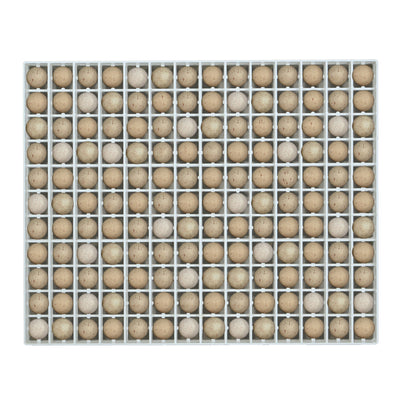 Egg Setter Tray - Partridge - 154 Eggs - Hatching Time