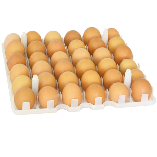 Egg Setter Tray - Chicken - 36 Eggs - Hatching Time