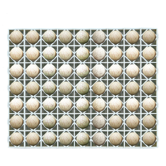 Egg Setter Tray - Duck/Turkey - 63 Eggs - Hatching Time