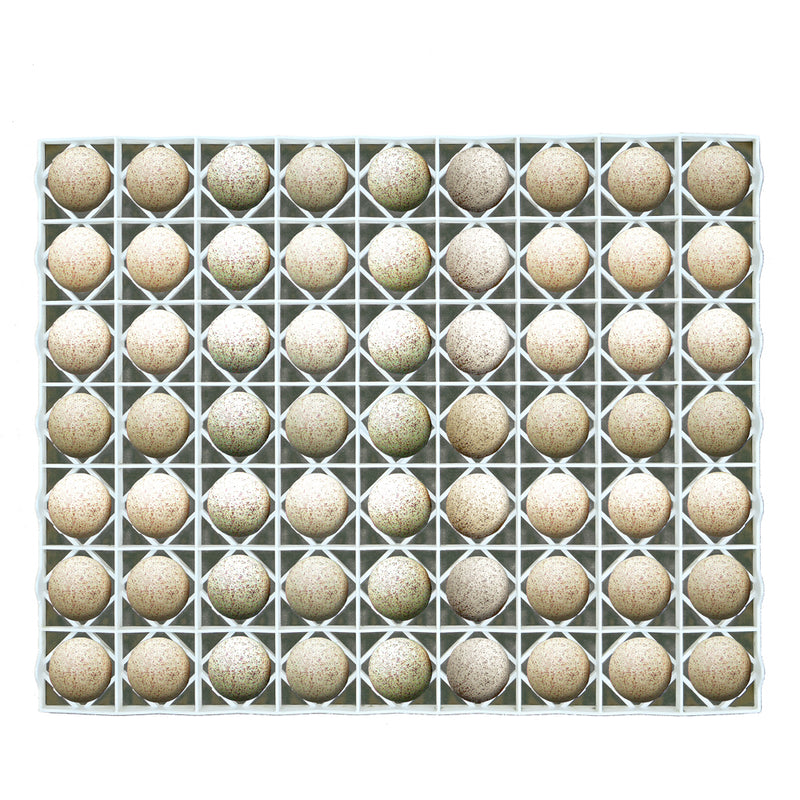 Egg Setter Tray - Duck/Turkey - 63 Eggs - Hatching Time