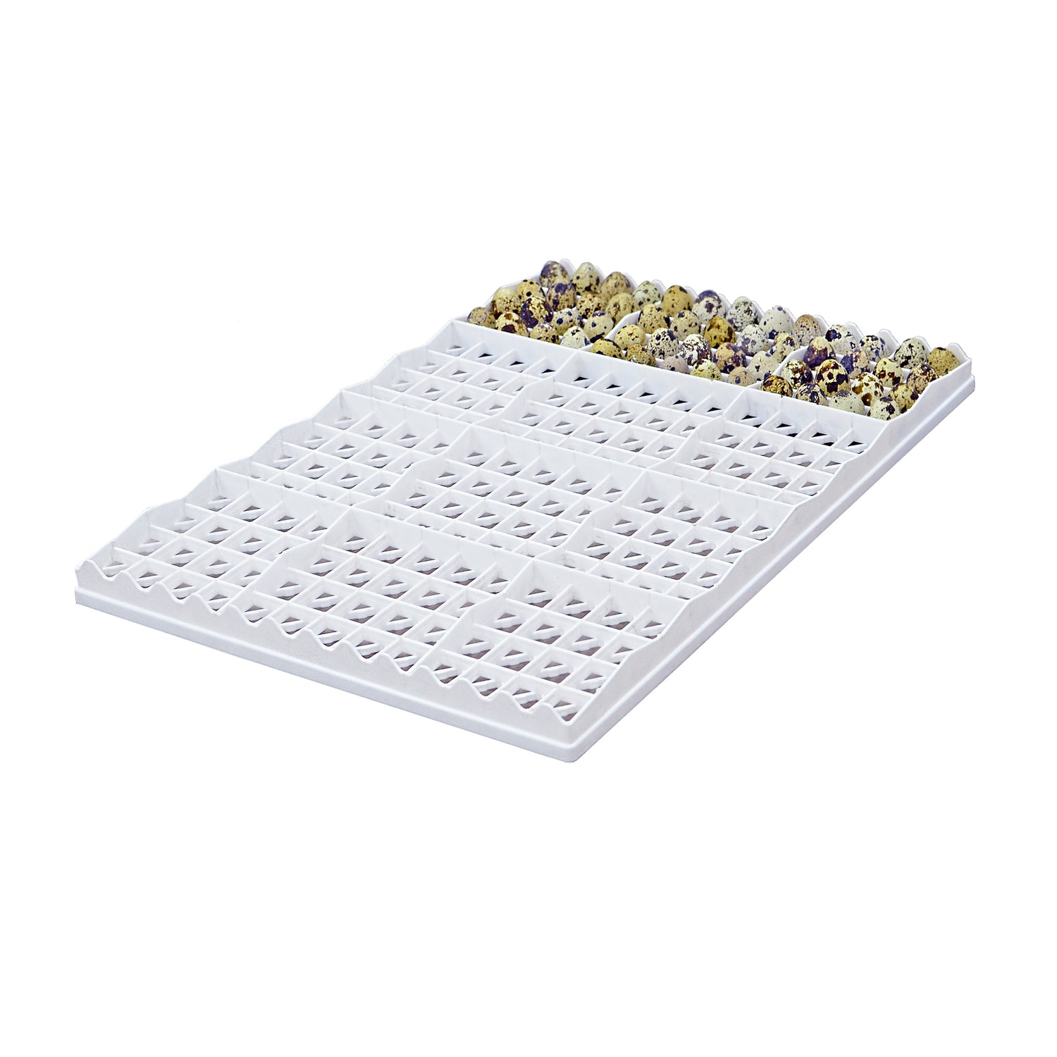 Egg Setter Tray - Quail - 208 Eggs - Hatching Time