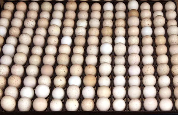 Egg Setter Tray - Partridge - 154 Eggs - Hatching Time