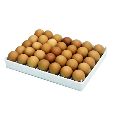 Egg Setter Tray -(Flexy35Y) - Hatching Time