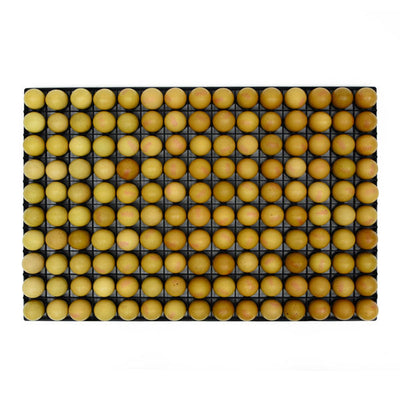 Egg Setter Tray - Chicken - 150 eggs - Hatching Time