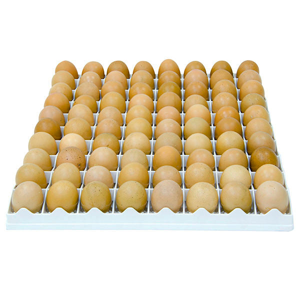 Egg Setter Tray - Chicken - 80 eggs - Hatching Time